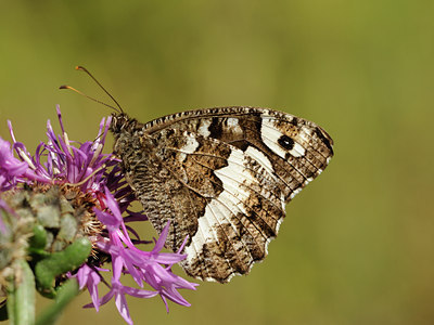 BUITEN BEELD Foto: 139368