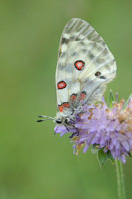 BUITEN BEELD Foto: 139374