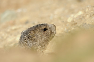 BUITEN BEELD Foto: 139375