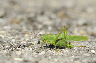 BUITEN BEELD Foto: 139376