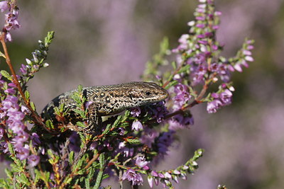 BUITEN BEELD Foto: 139407