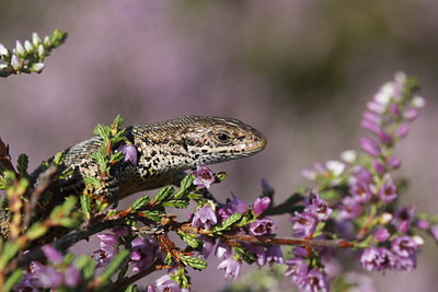 BUITEN BEELD Foto: 139409