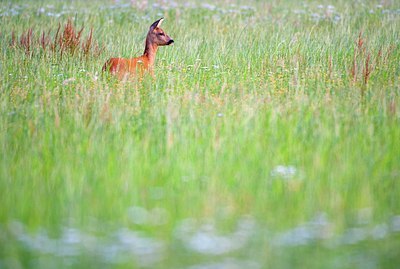 BUITEN BEELD Foto: 139424