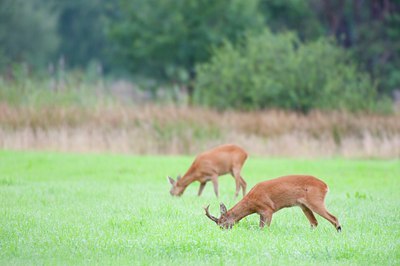 BUITEN BEELD Foto: 139427