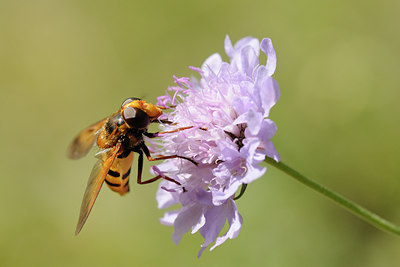 BUITEN BEELD Foto: 139438