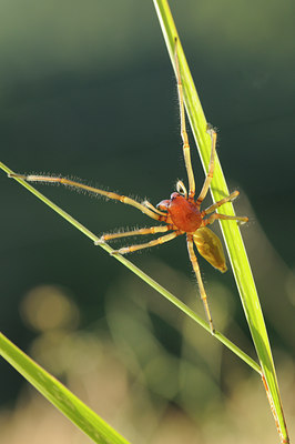 BUITEN BEELD Foto: 139444