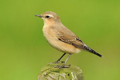 BUITEN BEELD Foto: 139451