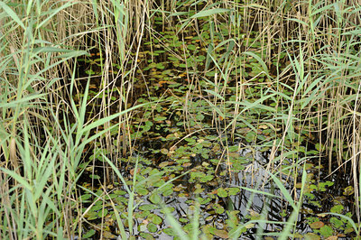 BUITEN BEELD Foto: 139463