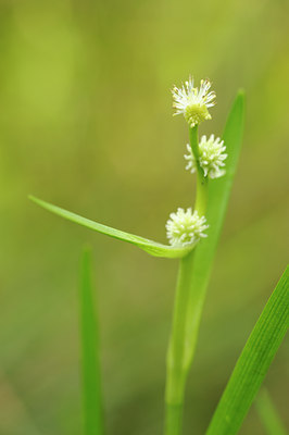 BUITEN BEELD Foto: 139470