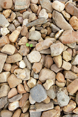 BUITEN BEELD Foto: 139496