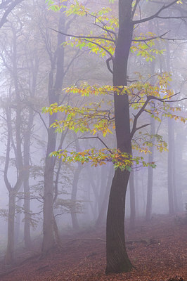 BUITEN BEELD Foto: 139535