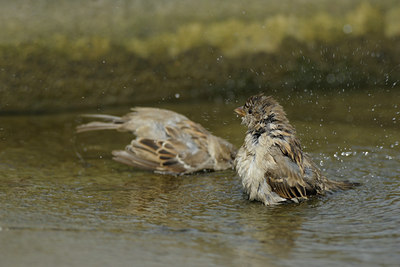 BUITEN BEELD Foto: 139540