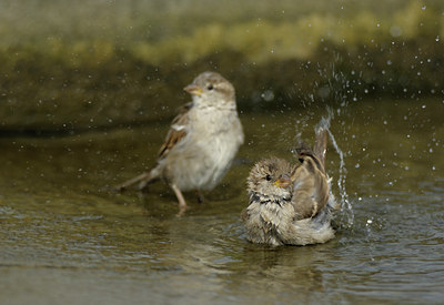 BUITEN BEELD Foto: 139541