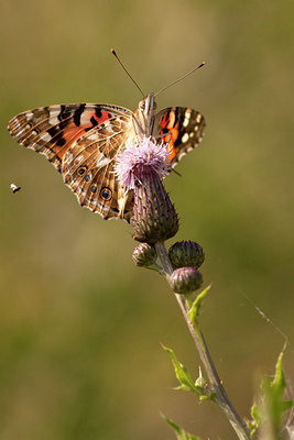 BUITEN BEELD Foto: 139546