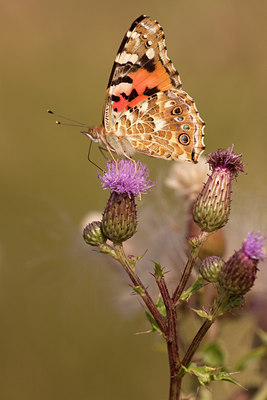 BUITEN BEELD Foto: 139547