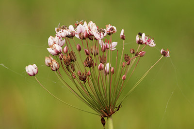 BUITEN BEELD Foto: 139551