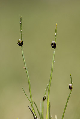 BUITEN BEELD Foto: 139555