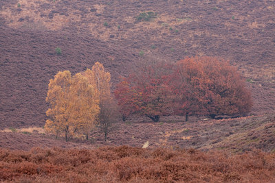 BUITEN BEELD Foto: 139587