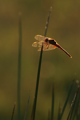 BUITEN BEELD Foto: 139588