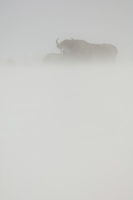 BUITEN BEELD Foto: 139614