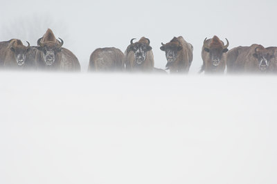 BUITEN BEELD Foto: 139616