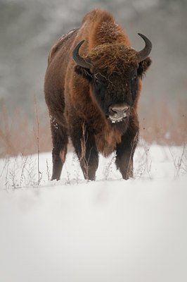 BUITEN BEELD Foto: 139642