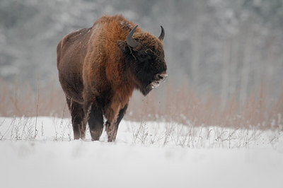 BUITEN BEELD Foto: 139643