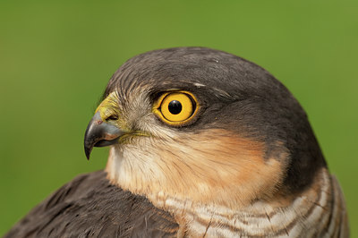 BUITEN BEELD Foto: 139676