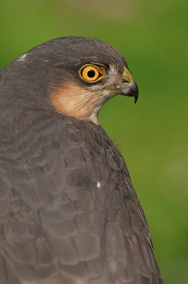 BUITEN BEELD Foto: 139678