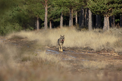BUITEN BEELD Foto: 139730