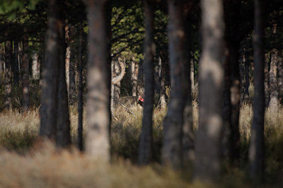 BUITEN BEELD Foto: 139732