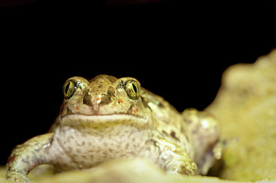 BUITEN BEELD Foto: 139739