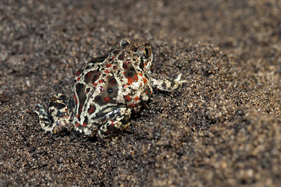 BUITEN BEELD Foto: 139741