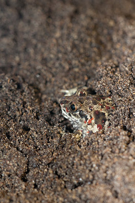 BUITEN BEELD Foto: 139743