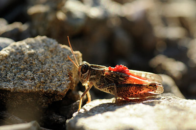 BUITEN BEELD Foto: 139827