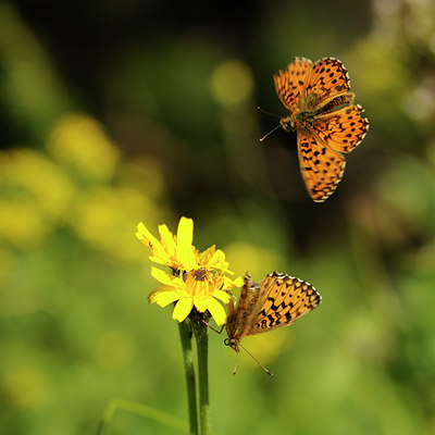 BUITEN BEELD Foto: 139830