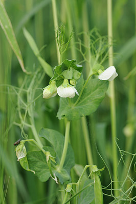 BUITEN BEELD Foto: 139831