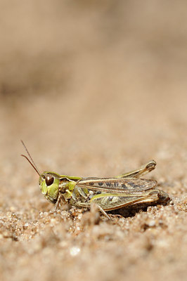 BUITEN BEELD Foto: 139835