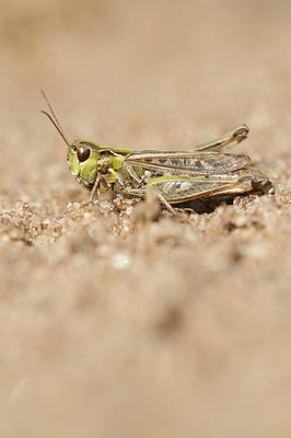 BUITEN BEELD Foto: 139837