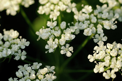 BUITEN BEELD Foto: 139856