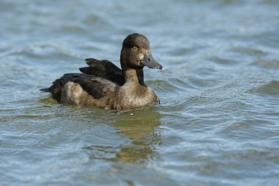 BUITEN BEELD Foto: 139876