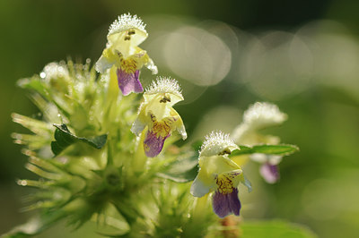 BUITEN BEELD Foto: 139894