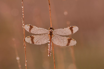 BUITEN BEELD Foto: 139897