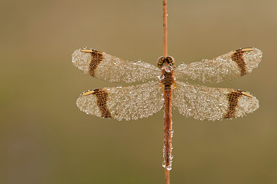 BUITEN BEELD Foto: 139899