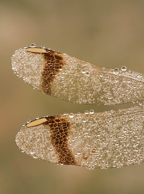 BUITEN BEELD Foto: 139901