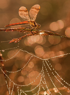 BUITEN BEELD Foto: 139902