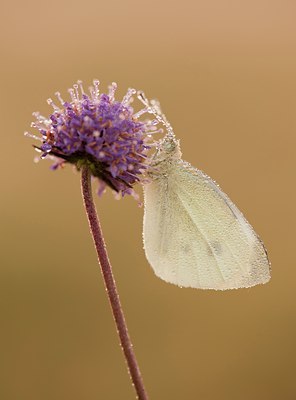 BUITEN BEELD Foto: 139903