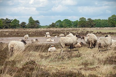BUITEN BEELD Foto: 140057
