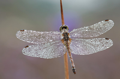 BUITEN BEELD Foto: 140070
