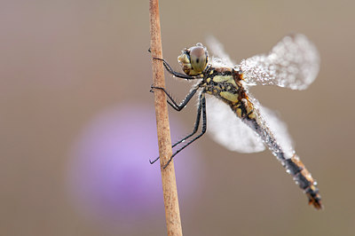 BUITEN BEELD Foto: 140071